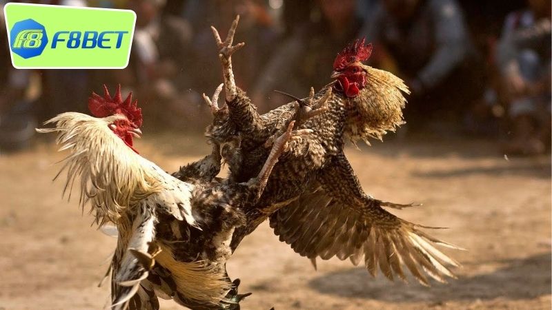 Cách cược đá gà F8BET - Khám phá bí quyết thắng lớn 3 Các hình thức cược đá gà phổ biến tại nhà cái F8BET