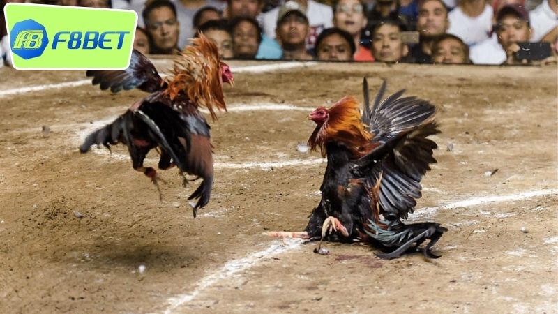 Cách cược đá gà F8BET - Khám phá bí quyết thắng lớn 4 Hướng dẫn chi tiết cách cược đá gà F8BET cho người mới