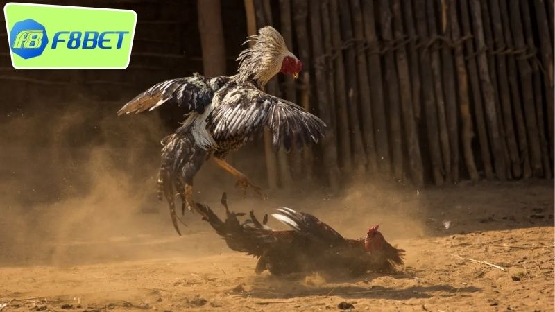 Đá Gà Cựa Dao F8BET - Cuộc Chiến Tâm Lý Và Kỹ Năng 2 Tổng quan về đá gà cựa dao F8BET