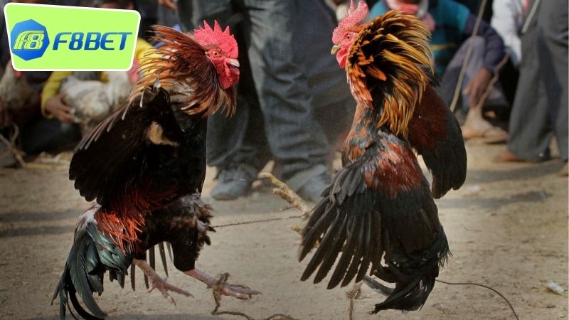 Đá Gà Cựa Dao F8BET - Cuộc Chiến Tâm Lý Và Kỹ Năng 3 Luật chơi và hình thức đá gà cựa dao F8BET