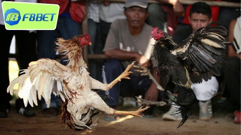 Đá Gà Cựa Dao F8BET - Cuộc Chiến Tâm Lý Và Kỹ Năng 4 Ưu đãi và phần thưởng khi chơi đá gà cựa dao F8BET