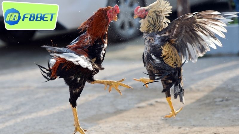 Gà nòi đòn F8BET - Sân chơi đam mê đá gà truyền thống 2 Tổng quan về gà nòi đòn F8BET