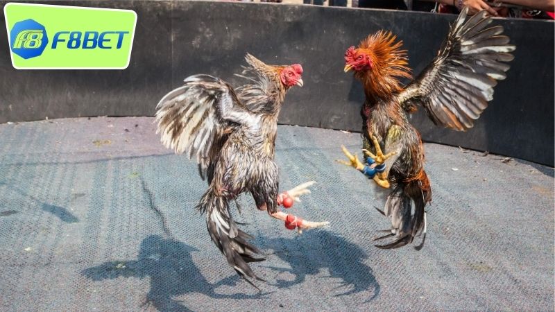 Gà nòi đòn F8BET - Sân chơi đam mê đá gà truyền thống 3 Trải nghiệm gà nòi đòn F8BET với chất lượng phát sóng HD
