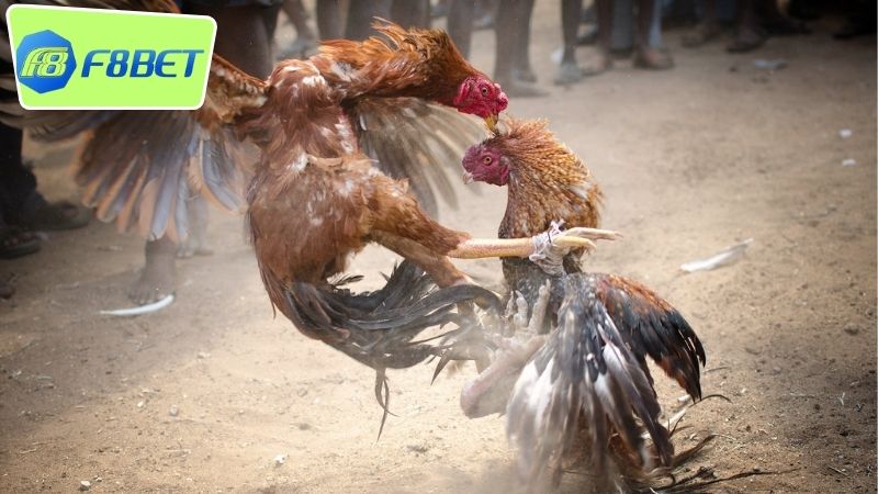 Gà nòi đòn F8BET - Sân chơi đam mê đá gà truyền thống 4 Vì sao gà nòi đòn F8BET luôn có lượng người theo dõi đông đảo