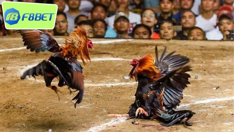 Livestream Đá Gà F8BET - Đam Mê Thú Vị Của Cược Thủ 3 Cách xem livestream đá gà F8BET nhanh chóng